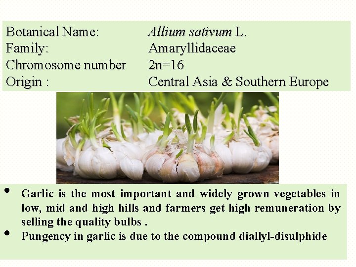Botanical Name: Family: Chromosome number Origin : • • Allium sativum L. Amaryllidaceae 2