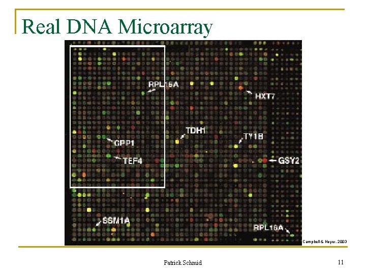 Real DNA Microarray Campbell & Heyer, 2003 Patrick Schmid 11 Real DNA Microarray Campbell & Heyer, 2003 Patrick Schmid 11