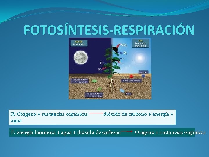 FOTOSÍNTESIS-RESPIRACIÓN R: Oxígeno + sustancias orgánicas agua dióxido de carbono + energía + F: