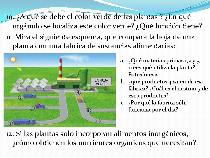 10. ¿A qué se debe el color verde de las plantas ? ¿En qué