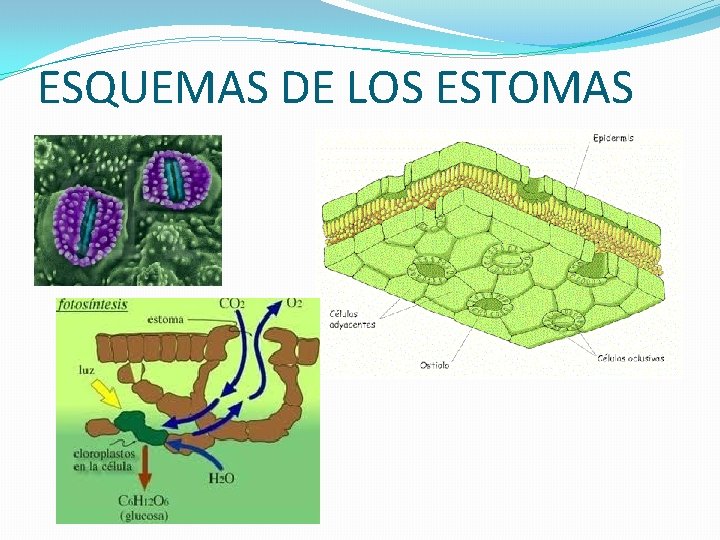 ESQUEMAS DE LOS ESTOMAS 