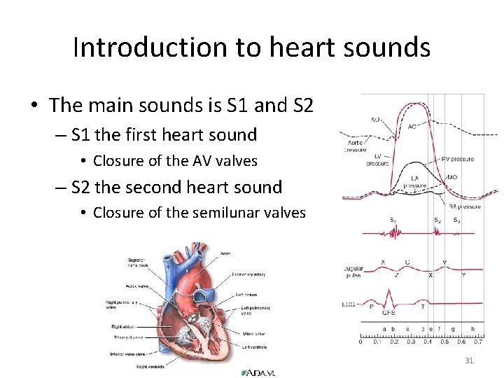 Introduction to heart sounds • The main sounds is S 1 and S 2