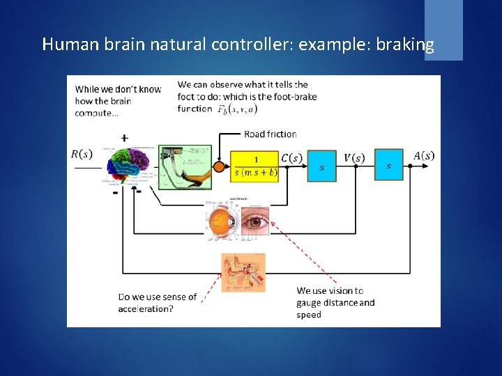 Human brain natural controller: example: braking 
