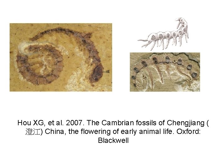 Hou XG, et al. 2007. The Cambrian fossils of Chengjiang ( 澄江) China, the Hou XG, et al. 2007. The Cambrian fossils of Chengjiang ( 澄江) China, the