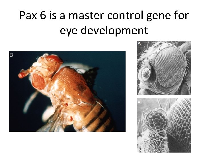 Pax 6 is a master control gene for eye development Pax 6 is a master control gene for eye development
