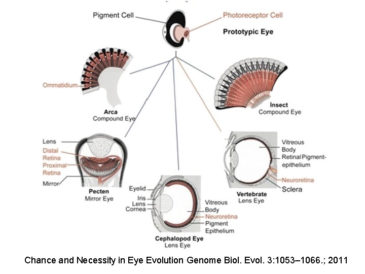 Chance and Necessity in Eye Evolution Genome Biol. Evol. 3: 1053– 1066. ; 2011 Chance and Necessity in Eye Evolution Genome Biol. Evol. 3: 1053– 1066. ; 2011