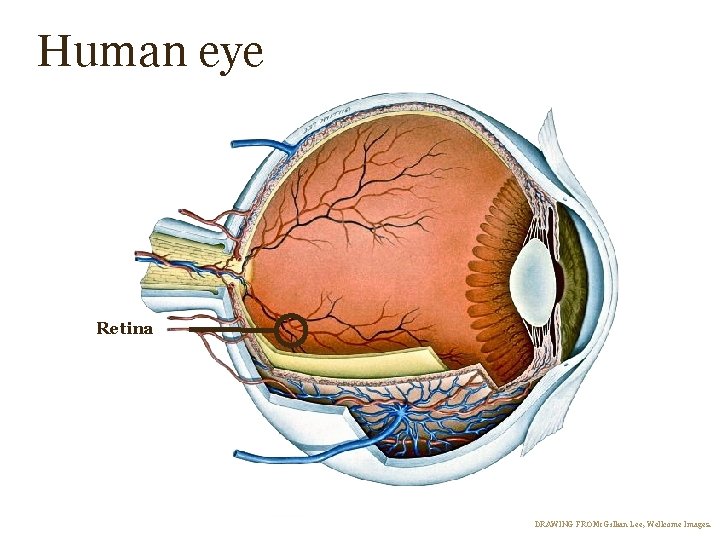 Human eye Retina DRAWING FROM: Gillian Lee, Wellcome Images. Human eye Retina DRAWING FROM: Gillian Lee, Wellcome Images.