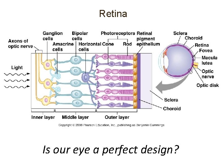 Retina Is our eye a perfect design? Retina Is our eye a perfect design?