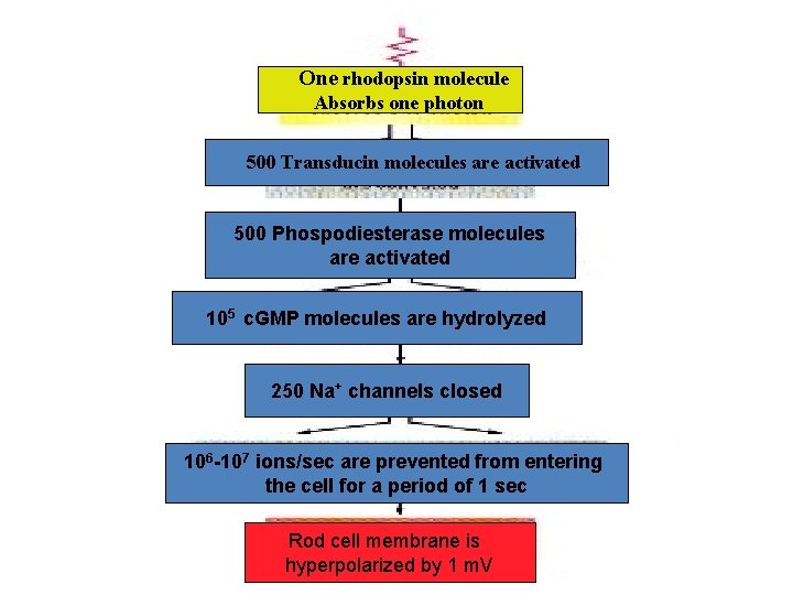 One rhodopsin molecule Absorbs one photon 500 Transducin molecules are activated 500 Phospodiesterase molecules One rhodopsin molecule Absorbs one photon 500 Transducin molecules are activated 500 Phospodiesterase molecules