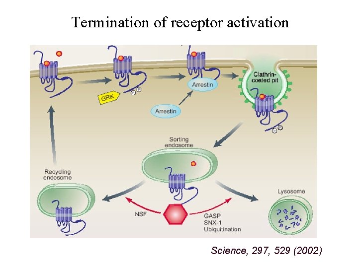 Termination of receptor activation Science, 297, 529 (2002) Termination of receptor activation Science, 297, 529 (2002)