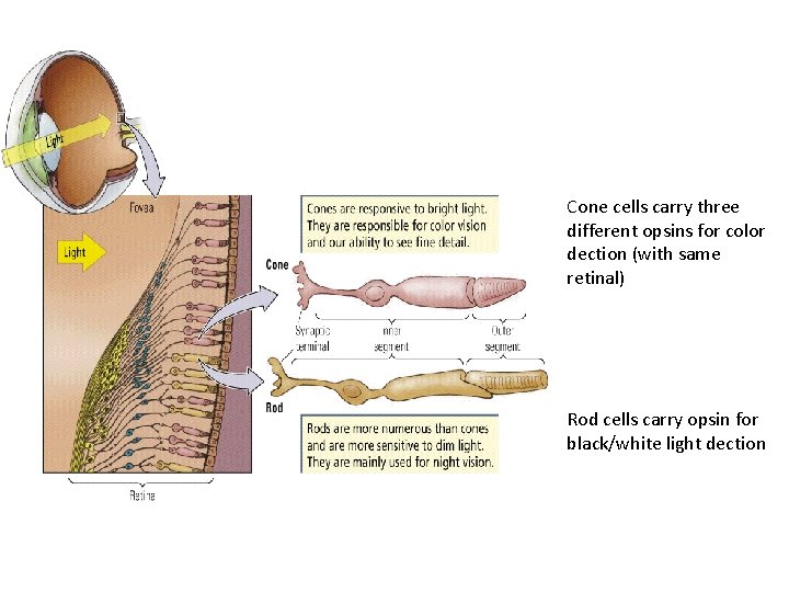 Cone cells carry three different opsins for color dection (with same retinal) Rod cells Cone cells carry three different opsins for color dection (with same retinal) Rod cells