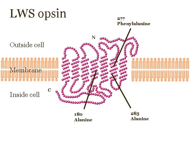 LWS opsin 277 Phenylalanine N Outside cell Membrane Inside cell C 180 Alanine 285 LWS opsin 277 Phenylalanine N Outside cell Membrane Inside cell C 180 Alanine 285