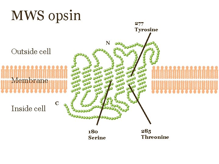 MWS opsin 277 Tyrosine N Outside cell Membrane Inside cell C 180 Serine 285 MWS opsin 277 Tyrosine N Outside cell Membrane Inside cell C 180 Serine 285