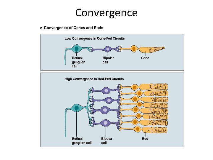 Convergence Convergence