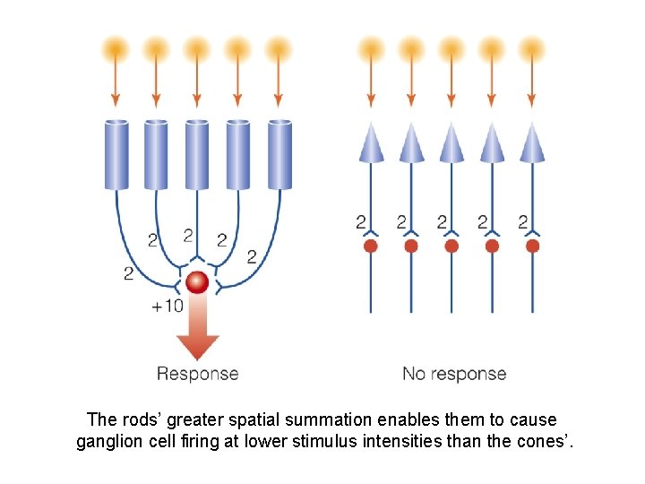 The rods’ greater spatial summation enables them to cause ganglion cell firing at lower The rods’ greater spatial summation enables them to cause ganglion cell firing at lower