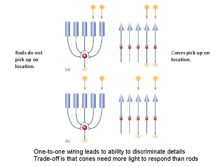 Rods do not pick up on location. Cones pick up on location. One-to-one wiring Rods do not pick up on location. Cones pick up on location. One-to-one wiring