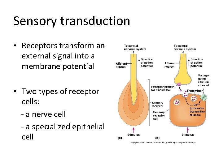 Sensory transduction • Receptors transform an external signal into a membrane potential • Two Sensory transduction • Receptors transform an external signal into a membrane potential • Two