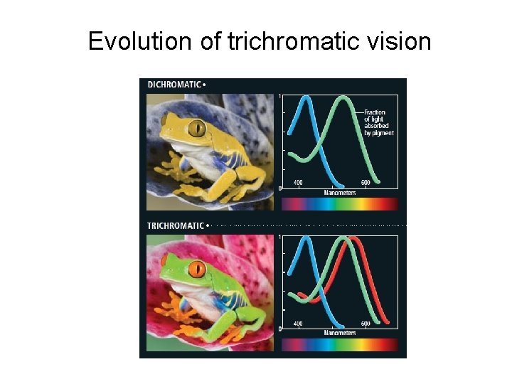 Evolution of trichromatic vision Evolution of trichromatic vision