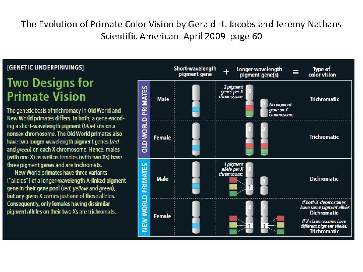 The Evolution of Primate Color Vision by Gerald H. Jacobs and Jeremy Nathans Scientific The Evolution of Primate Color Vision by Gerald H. Jacobs and Jeremy Nathans Scientific