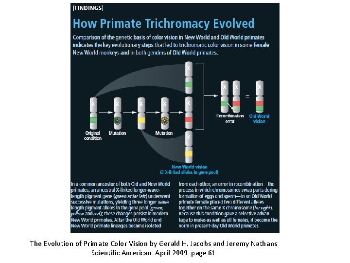 The Evolution of Primate Color Vision by Gerald H. Jacobs and Jeremy Nathans Scientific The Evolution of Primate Color Vision by Gerald H. Jacobs and Jeremy Nathans Scientific