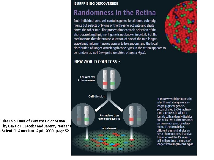 The Evolution of Primate Color Vision by Gerald H. Jacobs and Jeremy Nathans Scientific The Evolution of Primate Color Vision by Gerald H. Jacobs and Jeremy Nathans Scientific