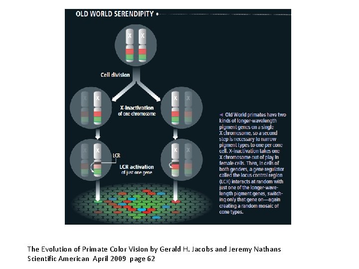 The Evolution of Primate Color Vision by Gerald H. Jacobs and Jeremy Nathans Scientific The Evolution of Primate Color Vision by Gerald H. Jacobs and Jeremy Nathans Scientific