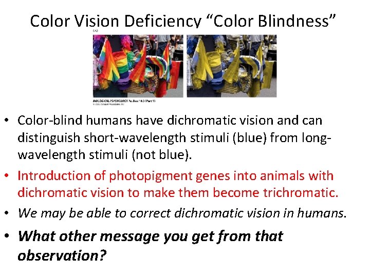 Color Vision Deficiency “Color Blindness” • Color-blind humans have dichromatic vision and can distinguish Color Vision Deficiency “Color Blindness” • Color-blind humans have dichromatic vision and can distinguish