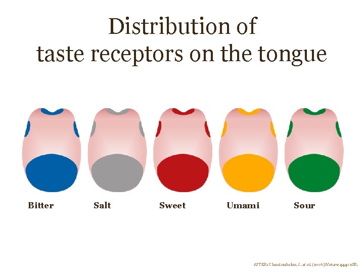 Distribution of taste receptors on the tongue Bitter Salt Sweet Umami Sour AFTER: Chandrashekar, Distribution of taste receptors on the tongue Bitter Salt Sweet Umami Sour AFTER: Chandrashekar,