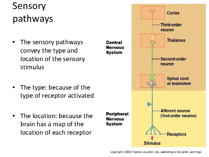 Sensory pathways • The sensory pathways convey the type and location of the sensory Sensory pathways • The sensory pathways convey the type and location of the sensory