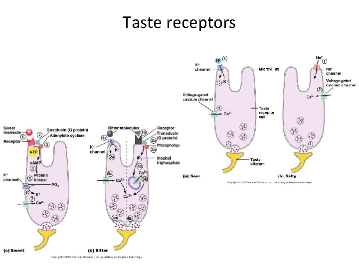 Taste receptors Taste receptors