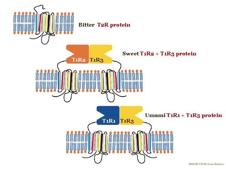 Bitter T 2 R protein Sweet T 1 R 2 + T 1 R Bitter T 2 R protein Sweet T 1 R 2 + T 1 R