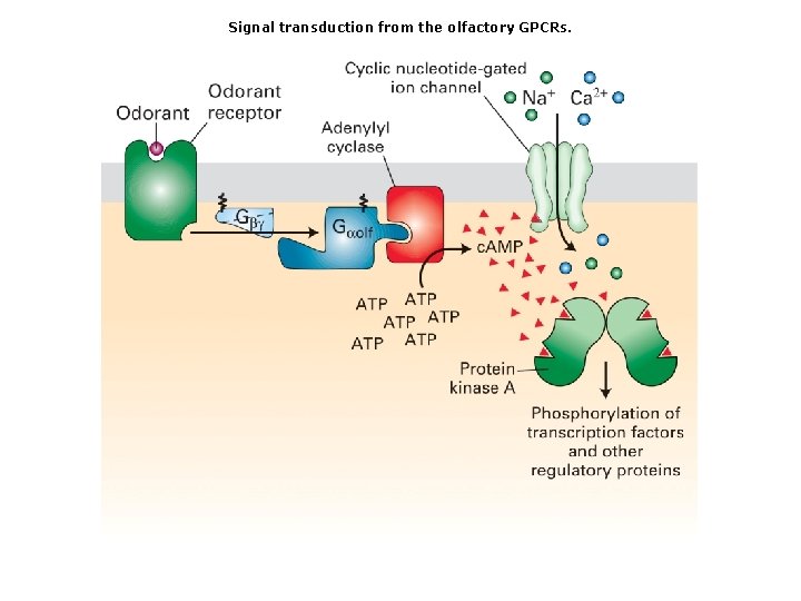 Signal transduction from the olfactory GPCRs. Signal transduction from the olfactory GPCRs.