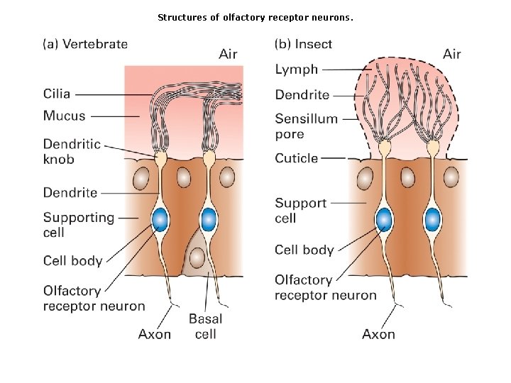 Structures of olfactory receptor neurons. Structures of olfactory receptor neurons.