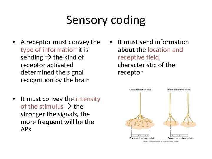 Sensory coding • A receptor must convey the type of information it is sending Sensory coding • A receptor must convey the type of information it is sending