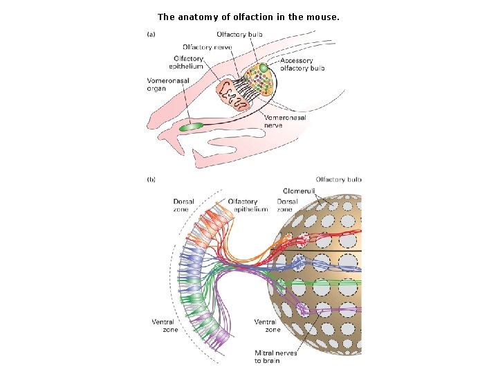 The anatomy of olfaction in the mouse. The anatomy of olfaction in the mouse.