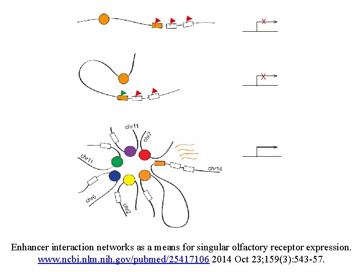 Enhancer interaction networks as a means for singular olfactory receptor expression. www. ncbi. nlm. Enhancer interaction networks as a means for singular olfactory receptor expression. www. ncbi. nlm.