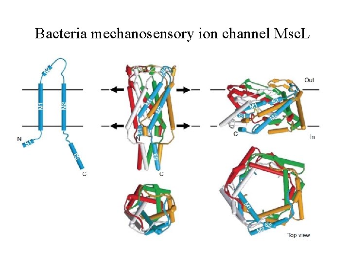 Bacteria mechanosensory ion channel Msc. L Bacteria mechanosensory ion channel Msc. L