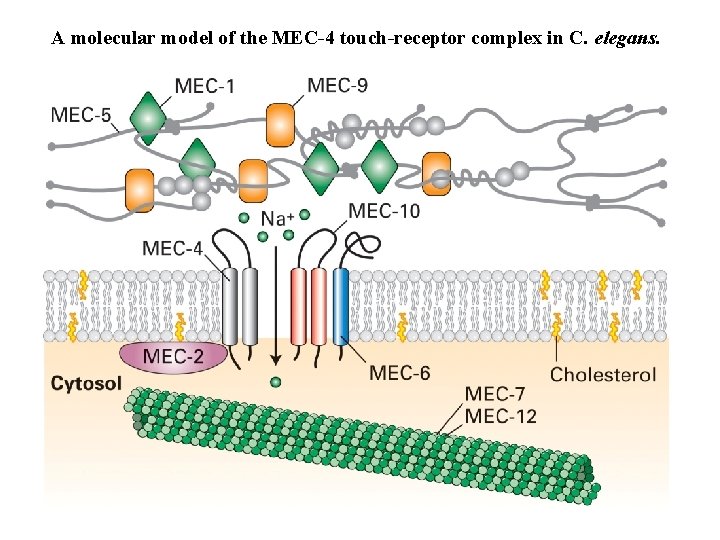 A molecular model of the MEC-4 touch-receptor complex in C. elegans. A molecular model of the MEC-4 touch-receptor complex in C. elegans.