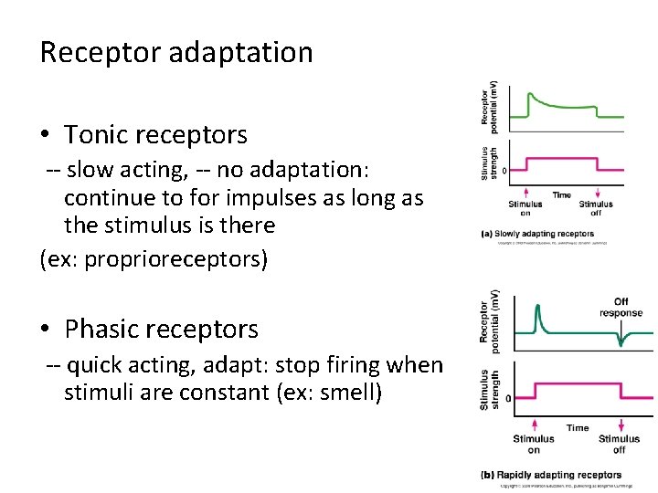 Receptor adaptation • Tonic receptors -- slow acting, -- no adaptation: continue to for Receptor adaptation • Tonic receptors -- slow acting, -- no adaptation: continue to for