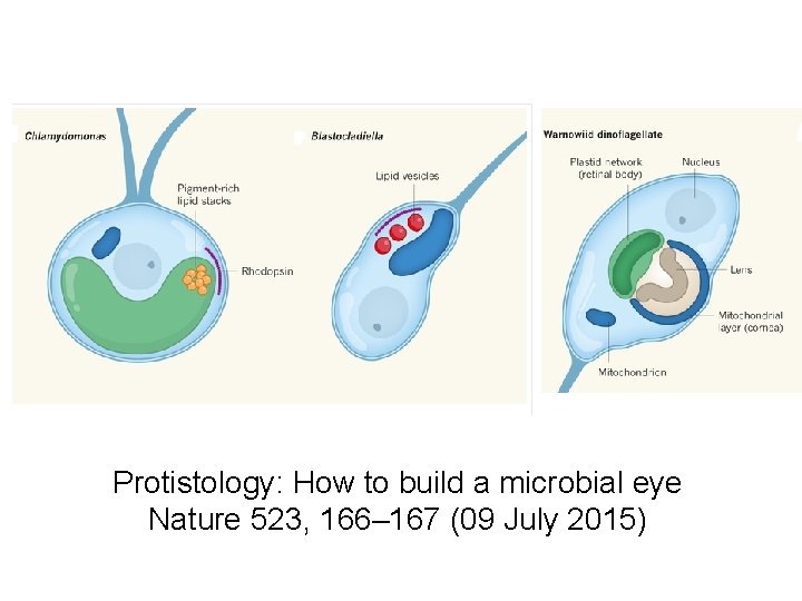 Protistology: How to build a microbial eye Nature 523, 166– 167 (09 July 2015) Protistology: How to build a microbial eye Nature 523, 166– 167 (09 July 2015)