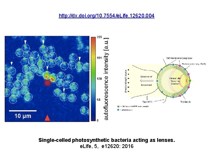 http: //dx. doi. org/10. 7554/e. Life. 12620. 004 Single-celled photosynthetic bacteria acting as lenses. http: //dx. doi. org/10. 7554/e. Life. 12620. 004 Single-celled photosynthetic bacteria acting as lenses.