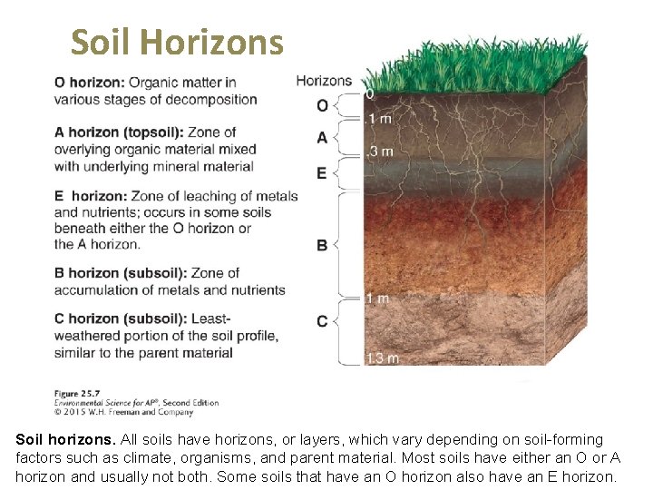Soil Horizons Soil horizons. All soils have horizons, or layers, which vary depending on