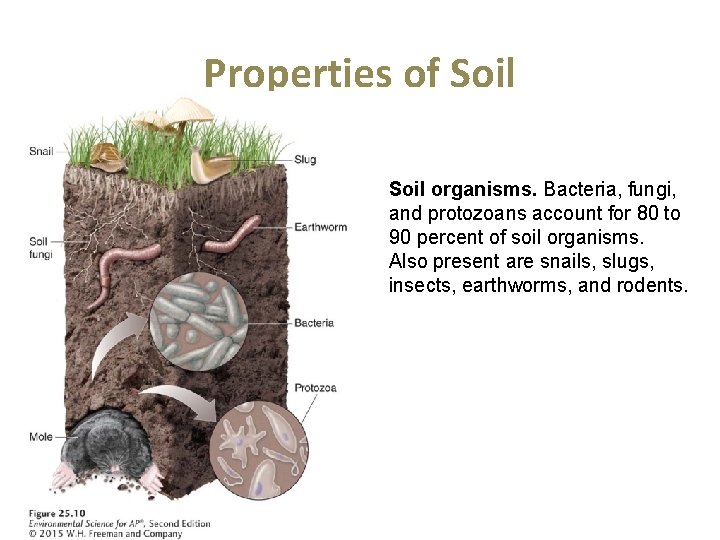Properties of Soil organisms. Bacteria, fungi, and protozoans account for 80 to 90 percent