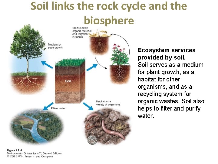 Soil links the rock cycle and the biosphere Ecosystem services provided by soil. Soil