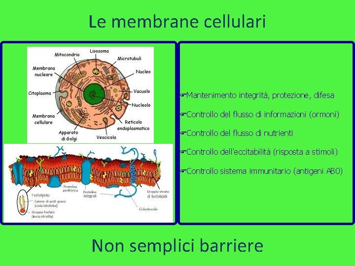 Le membrane cellulari Mantenimento integrità, protezione, difesa Controllo del flusso di informazioni (ormoni) Controllo
