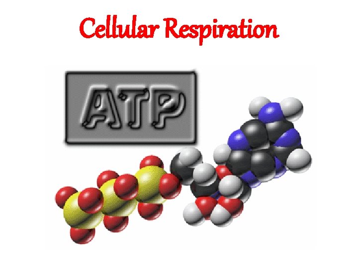 Cellular Respiration Cellular Respiration