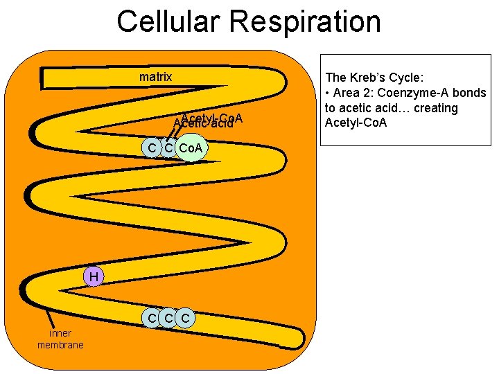 Cellular Respiration matrix Acetyl-Co. A Acetic acid C C Co. A H C C Cellular Respiration matrix Acetyl-Co. A Acetic acid C C Co. A H C C
