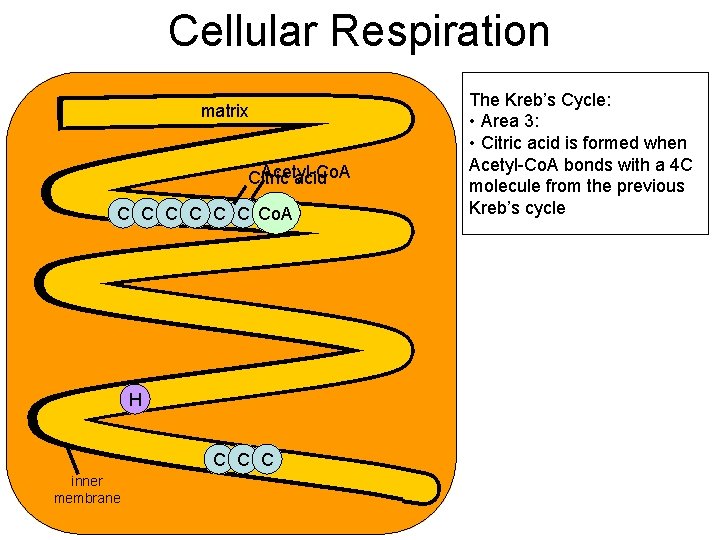 Cellular Respiration matrix Acetyl-Co. A Citric acid C C C Co. A H C Cellular Respiration matrix Acetyl-Co. A Citric acid C C C Co. A H C
