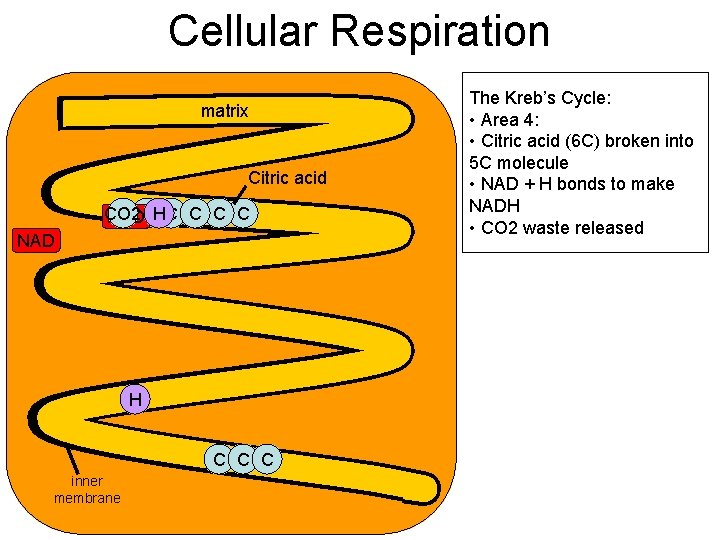 Cellular Respiration matrix Citric acid CO 2 C CHC C NAD H C C Cellular Respiration matrix Citric acid CO 2 C CHC C NAD H C C