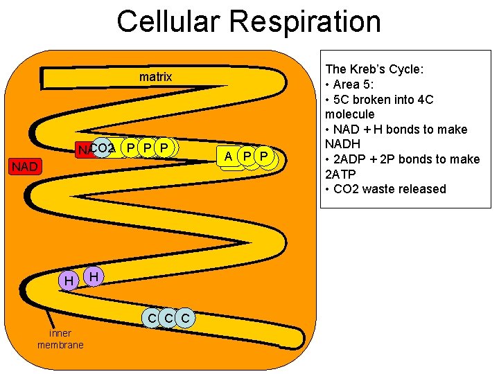 Cellular Respiration matrix P PC P A CO 2 CA H C PC NAD Cellular Respiration matrix P PC P A CO 2 CA H C PC NAD